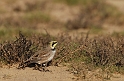 Shore lark